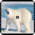 Documentaries wild animals hd