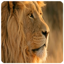 Los mejores documentales de animales APK