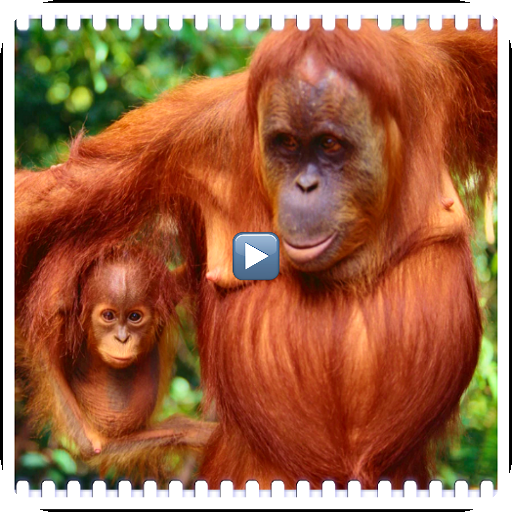 Documentaries wild animals