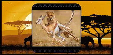 Documentary videos wild animal