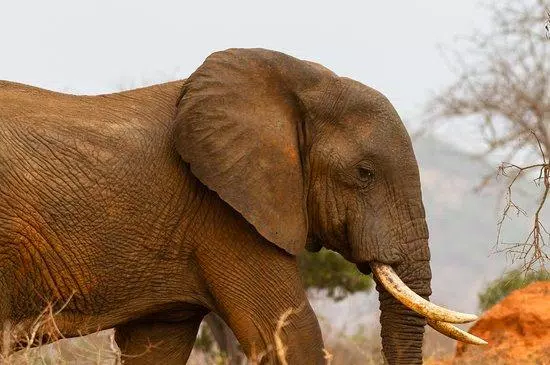Tải xuống APK Documentary videos wild animal cho Android Tải xuống APK Documentary videos wild animal cho Android