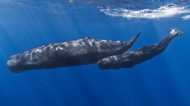 Android 用の 野生動物ドキュメンタリーの動画 Apk をダウンロード