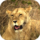 Animals of Africa Video LWP APK