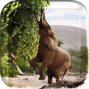 Animal Planet Live Wallpeper aplikacja