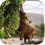 Animal Planet Live Wallpeper