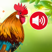 Animal sounds & wallpaper アイコン