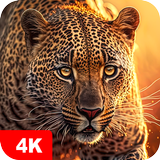 APK Animal Wallpapers 4K