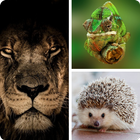 Animals - Learn The Mammals and Birds icon