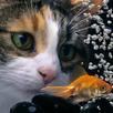 Kids puzzles: Animals APK