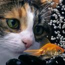 Kids puzzles: Animals APK