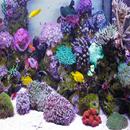 acuariofilia marina APK