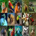 GAME ANIMALS