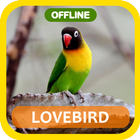 Masteran loveBird Full Isian آئیکن