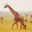 Africa Animals Sounds