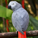 African grey parrot Sounds APK