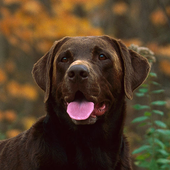 Labrador Retriever Jigsaw Puzzle HD