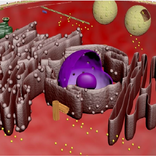 LDMD Biologia: Aprendendo Cito