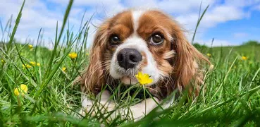 Dogs - Jigsaw Puzzles