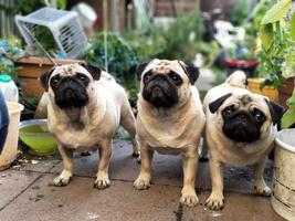 Dogs - Jigsaw Puzzles screenshot 3