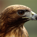 Eagle Jigsaw Puzzle APK