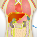 Anatomía Humana APK