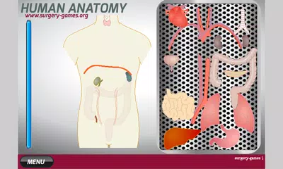Human Anatomy APK download