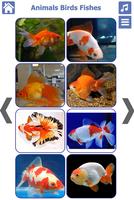 Animals Birds Fishes imagem de tela 2