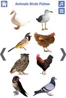 Animals Birds Fishes 截图 3