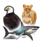 حيوانات طيور واسماك | اصوات ال biểu tượng