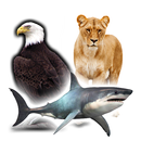 اصوات الطيور والحيوانات APK