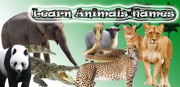 Animals Name Animal Sounds Ani