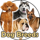 Dog Breeds | Golden Retriever  APK