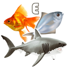 Fish Types-icoon