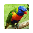 Guess the Bird: Tile Puzzle icon