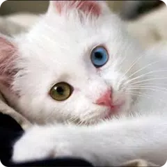 Guess the Cat: Tile Puzzle APK download