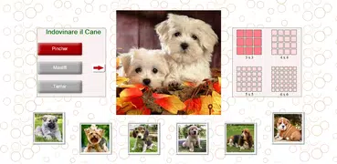 Indovina il Cane