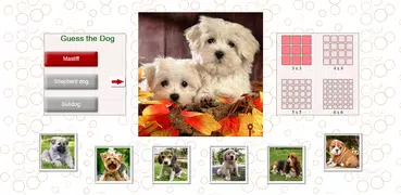 Guess the Dog: Tile Puzzles
