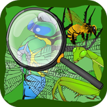 Hidden Insects