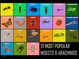 Insects Life Cycle Free Affiche