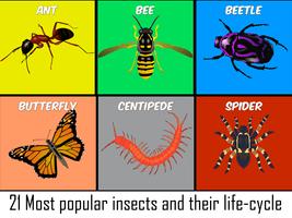 Insects Life Cycle Free screenshot 1