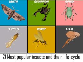 Insects Life Cycle Free capture d'écran 2