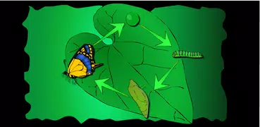 Wachsen ein Schmetterling