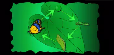 Crece una mariposa