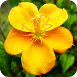 Floramations Oracle Cards APK