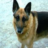 Hài hước Động vật trò chơi