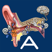 Hearing Anatomy APK