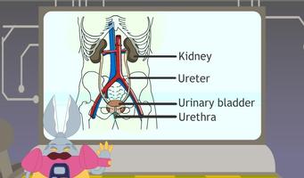 The Excretory System Ekran Görüntüsü 2
