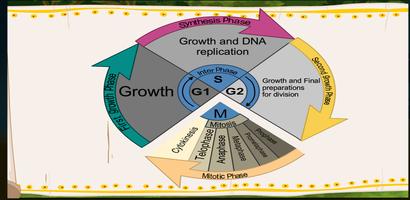 Cell Cycle, Mitosis and Meiosis gönderen