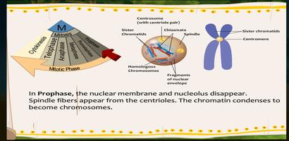 Cell Cycle, Mitosis and Meiosis Ekran Görüntüsü 2