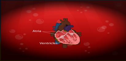 Circulatory, Lymphatic Systems poster